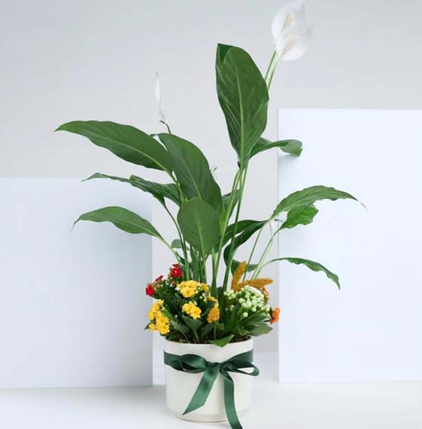 Beyaz Saksıda Barış Çiçeği ve Kalanchoe Çiçekleri